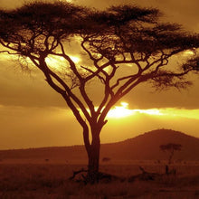 Load image into Gallery viewer, Bio Tree Human Urn
