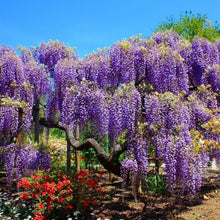 Load image into Gallery viewer, Bio Tree Human Urn