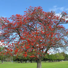 Load image into Gallery viewer, Bio Tree Human Urn